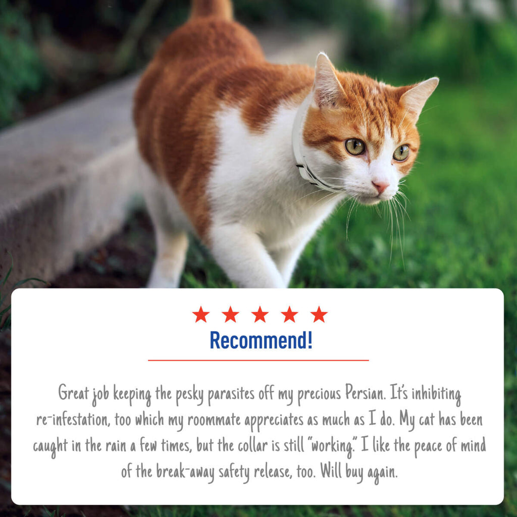 Adams Plus Flea  Tick Collar for Cats 1ea/1 pk