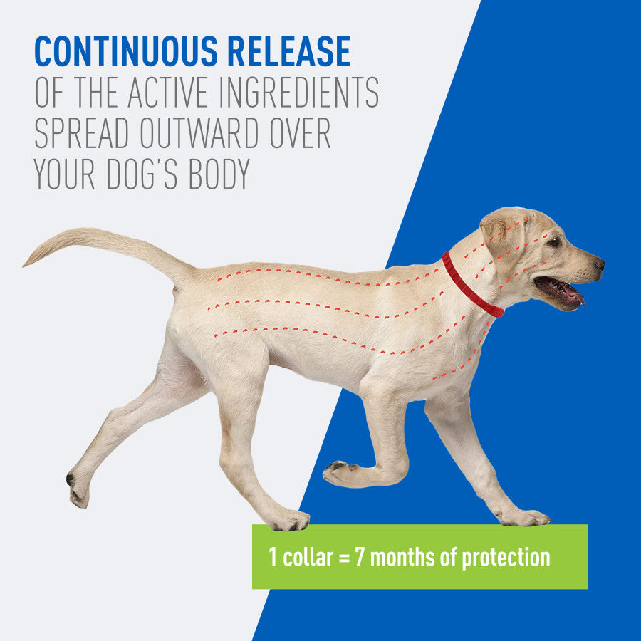 Adams Plus Flea  Tick Collar for Dogs, Small 1ea/SMall