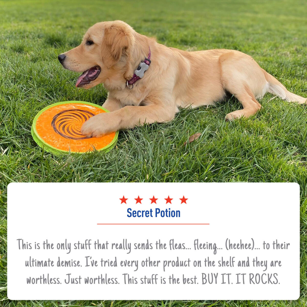 Adams Flea  Tick Dog and Cat Spray 1ea/16 fl oz