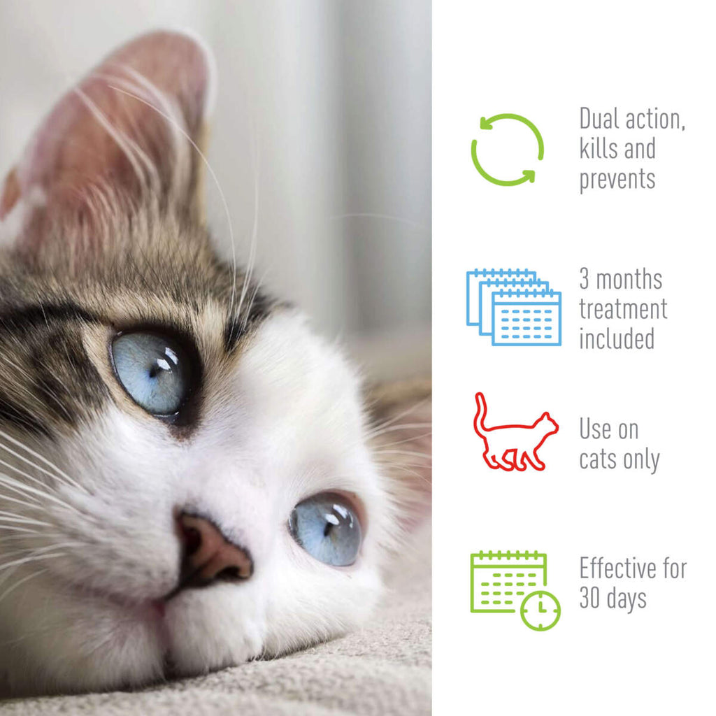 Adams Plus Flea  Tick Spot On for Cats 1ea/Over 5 lb